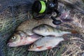 Assort kinds of fish - freshwater common bream, common perch or European perch, white bream or silver bream and fishing rod with