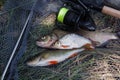 Assort kinds of fish - freshwater common bream, common perch or European perch, white bream or silver bream and fishing rod with