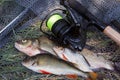 Assort kinds of fish - freshwater common bream, common perch or European perch, white bream or silver bream and fishing rod with