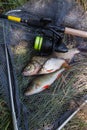 Assort kinds of fish - freshwater common bream, common perch or European perch, white bream or silver bream and fishing rod with