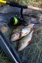 Assort kinds of fish - freshwater common bream, common perch or European perch, white bream or silver bream and fishing rod with