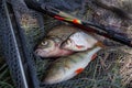 Assort kinds of fish - freshwater common bream, common perch or European perch, white bream or silver bream with float rod on