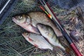 Assort kinds of fish - freshwater common bream, common perch or European perch, white bream or silver bream with float rod on