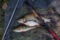 Assort kinds of fish - freshwater common bream, common perch or European perch, white bream or silver bream with float rod on