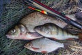 Assort kinds of fish - freshwater common bream, common perch or European perch, white bream or silver bream with float rod on