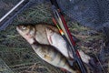 Assort kinds of fish - freshwater common bream, common perch or European perch, white bream or silver bream with float rod on