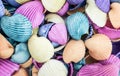 Assorted Antique Colored Seashells Royalty Free Stock Photo