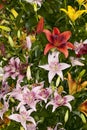 Assorted Asiatic Lilies Royalty Free Stock Photo