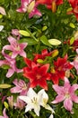 Assorted Asiatic Lilies Royalty Free Stock Photo