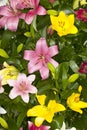 Assorted Asiatic Lilies