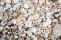 Seashells Texture on the Beach Royalty Free Stock Photo