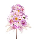 Assorted beautiful pink flower.Lily,orchid,chamomile and other f