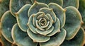 Beautiful Baby Little Echeveria Rose Cabbage Succulents on a Dish Pot Royalty Free Stock Photo