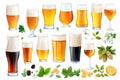 Assorted beer glasses with fresh hops and ingredients set on white background Royalty Free Stock Photo