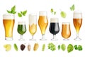 Assorted beer glasses with fresh hops and ingredients set on white background Royalty Free Stock Photo