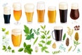 Assorted beer glasses with fresh hops and ingredients set on white background Royalty Free Stock Photo