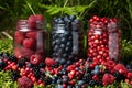 Assorted berries fresh mix colorful arrangement in forest. Royalty Free Stock Photo
