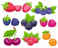 Assorted berries set vector illustration. Royalty Free Stock Photo