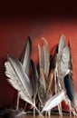 Assorted Birds Feathers