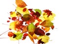 Assorted bright colorful autumn leaves on white background