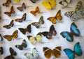 An assorted butterfly collection in a glass display case