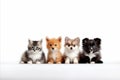 Assorted cats and dogs, big and small, isolated on white background high quality studio shot