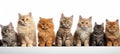 Assorted cats and dogs of different sizes on white background, high quality studio shot