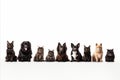 Assorted cats and dogs studio shot of various breeds, sizes, isolated on white with copy space