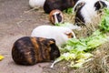 Assorted colored guinea pigs outdoors feeding Royalty Free Stock Photo