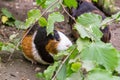 Assorted colored guinea pigs outdoors feeding Royalty Free Stock Photo