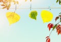 Colorful Autumn leafs hanging on rope attached with clothes peg against blue sky