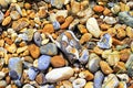 Assorted colorful beach pebbles closeup Royalty Free Stock Photo