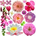 Assorted of colorful blooms