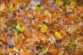 Assorted colorful fallen wet leaves in autumn. for background use Royalty Free Stock Photo