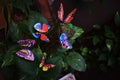 Assorted colourful Butterflies for Garden decoration.