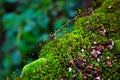 Assorted Colourful Seeds of Pohlia nutans moss sporophytes Royalty Free Stock Photo