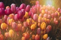 An assortment of Colourful Spring Tulips Illuminated by Sun Flare from Behind. Royalty Free Stock Photo