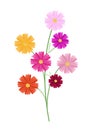 Assorted Cosmos Flowers on A White Background