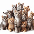 assorted cute kittens on white