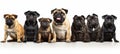 Assorted dogs of different breeds and sizes, isolated on white background high quality studio shot