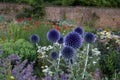 Assorted flowers including echinops in lovely walled English cottage garden Royalty Free Stock Photo