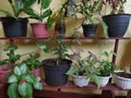 assorted flowers in pots lined up on a flower rack made of wood on the terrace of the house Royalty Free Stock Photo