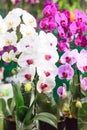 Assorted Fresh Colorful Orchid Flowers Background. Floral Arrangement, Wallpaper, Backdrop, Flower Cultivation, Greenhouse,