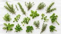 Each herb is distinct showcasing its unique leaf shape and texture Royalty Free Stock Photo