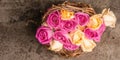Assorted fresh multicolored roses in wicker basket Royalty Free Stock Photo