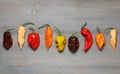 Assorted fresh organic red chili peppers, habanero Royalty Free Stock Photo