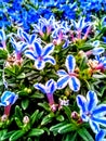 Assorted fresh spring beauties Royalty Free Stock Photo