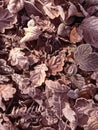 Frosty leaves lying on the ground. Royalty Free Stock Photo