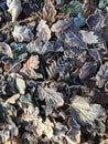 Frosty leaves lying on the ground. Royalty Free Stock Photo