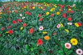 Assorted full display colorful Gerbera Daisy flowers cross hybrida in pink, white, red, yellow, orange botanic garden Nha Trang,